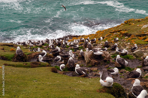 Schwarzbrauenalbatros auf Saunders Island der Falklands