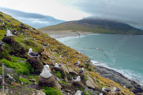 Schwarzbrauenalbatrosse auf Saunders Island der Falklands