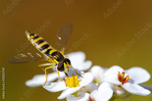 Syrphe sur fleur