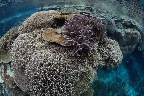 サンゴの群生3