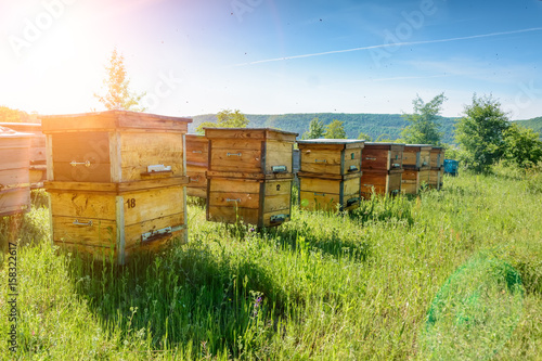 Hives in an apiary with bees flying to the landing boards. Apiculture.