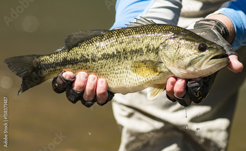 Largemouth Bass Catch and Release