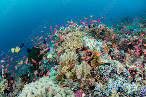 Vibrant Coral Reef in Indonesia