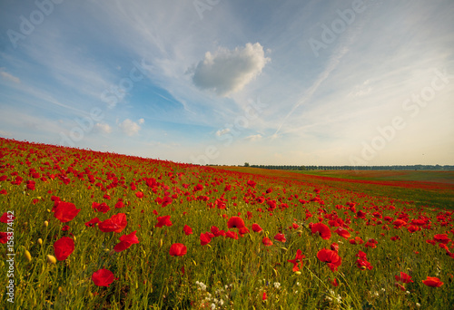 Field of red poppies in a beautiful sunny day
