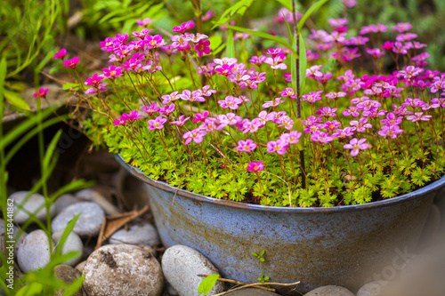 Saxifraga