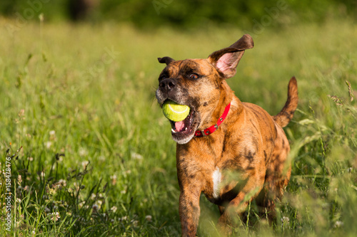 Cute Happy Dog playing fetch with ball in Long Grass