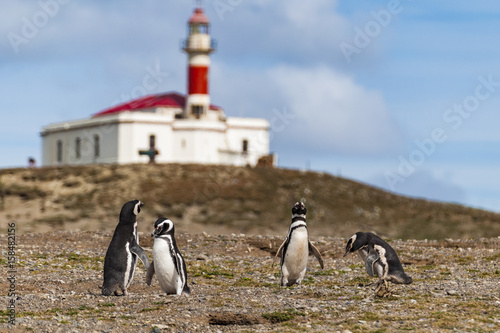 Pingwiny z Isla Magdalena, Chile