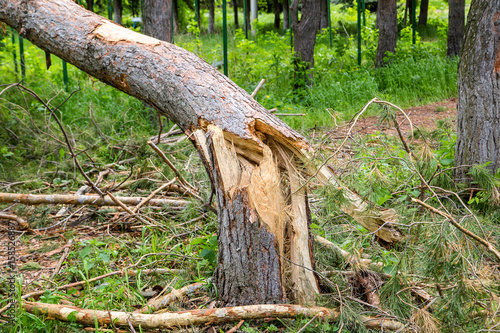 Broken tree trunk 