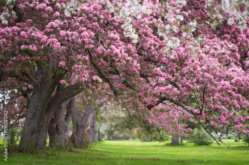 Pink and white flowering trees
