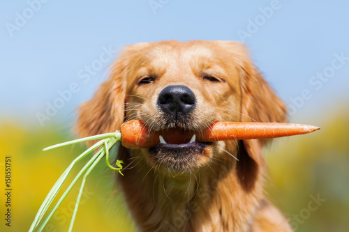 young golden retriever with a carrot