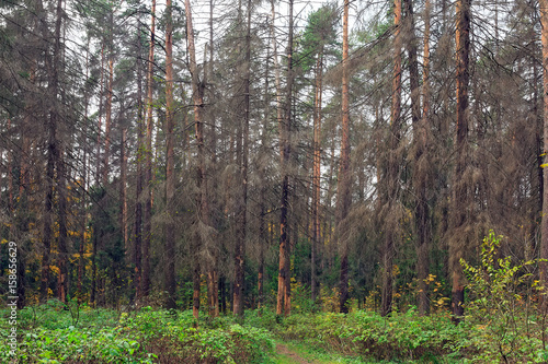 Dry trees infected by eight-toothed bark beetle (Ips typographus) in the forest neart city Balashikha in Moscow region, Russia.