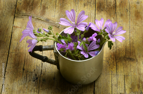 Malva sylvestris Sléz Malven planta Փիփերթ Katost پنیرک Ślaz Mályva חלמית 錦葵屬 növénynemzetség Мальва Malvasläktet 