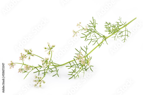 coriander flower