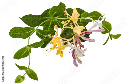 Flowers of honeysuckle, lat. Lonicera caprifolium, isolated on white background