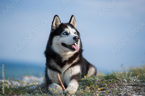 Black and white Siberian husky lying.