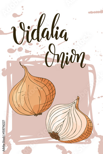 Colorful sketch vegetable. Healthy food poster. Farmers market design with vidalia onion. Vector illustration