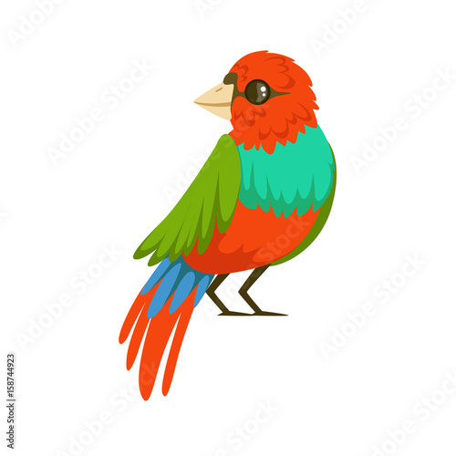 Colorful tropical bird vector Illustration