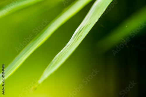 Close up bamboo leaves blur background