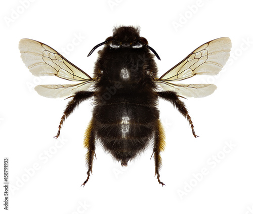 Hairy-footed Flower Bee on white Background - Anthophora plumipes (Pallas,1772)