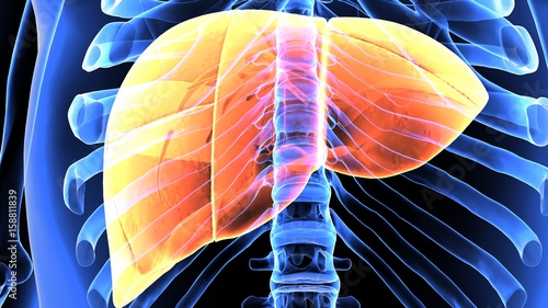 3d illustration human body liver