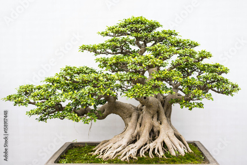 Exotic bonsai trees cultivated for decoration