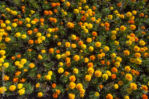Closeup top view of tagetes or marigold colorful flowerbed