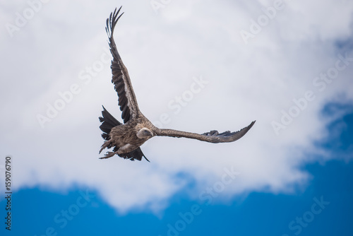 Vulture in blue sky