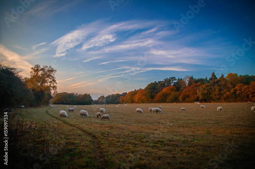 Sheep Field