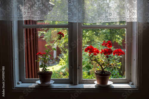 Two red geraniums in an old window with white lace curtains, with a nice garden outside