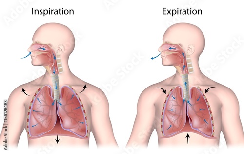 Breathing cycle, in and out