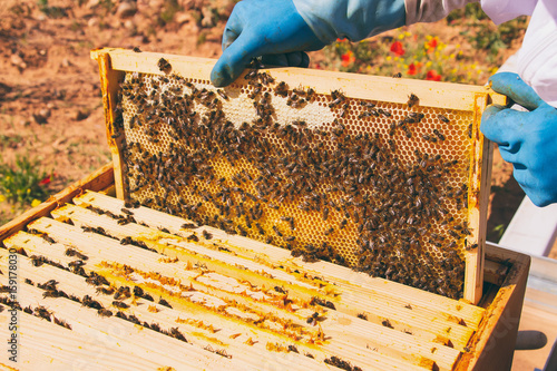 Apicultor sujetando un panal lleno de abejas de su colmena 