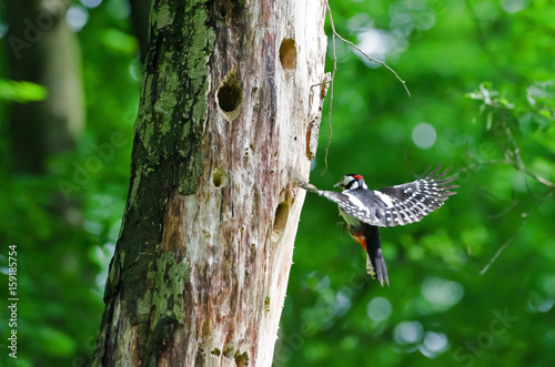 Buntspecht (Dendrocopos Major)