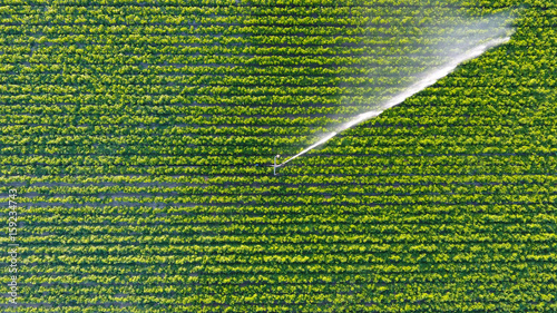 Irrigation fields