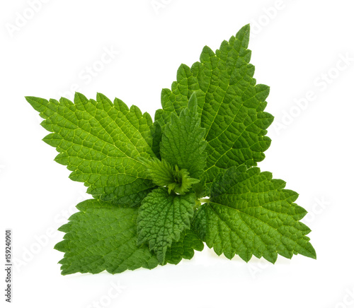 Nettle isolated on white background