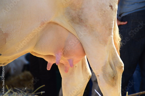 Closeup white cow udder
