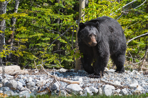 Black Bear