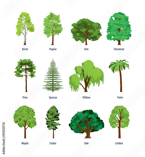 Collection of different kinds of trees.