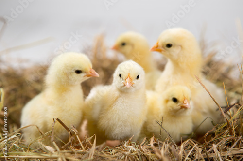 nestling chick. farm chicken.baby