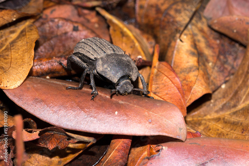 Flattened Giant dung beetle (Pachylomerus femoralis), Kruger National Park, South Africa