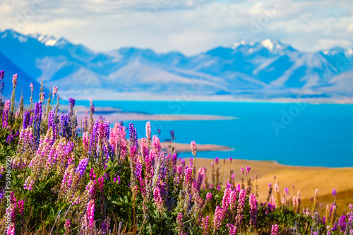 Landscape view of Lake Tekapo, flowers and mountains, New Zealand