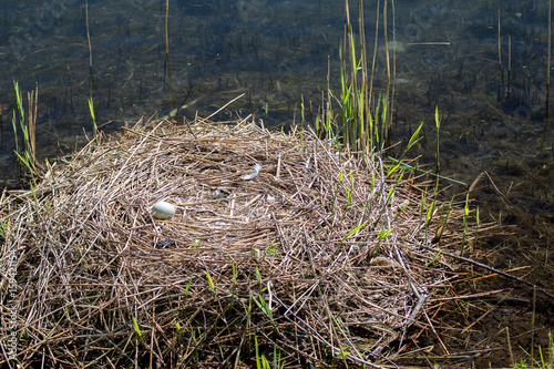 Sesto Calende, Italy - May 16 2017: Nest of a swan on the bank of the Lombard river