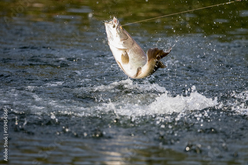 surface action of barramundi wheb it hit to the bait in the fishing tournament 