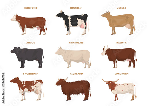 Cow set. Hereford, Holstein, Jersey, Angus, Charolais, Kalmyk, Shorthorn, Highland, Longhorn.