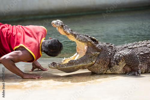 Crocodile show