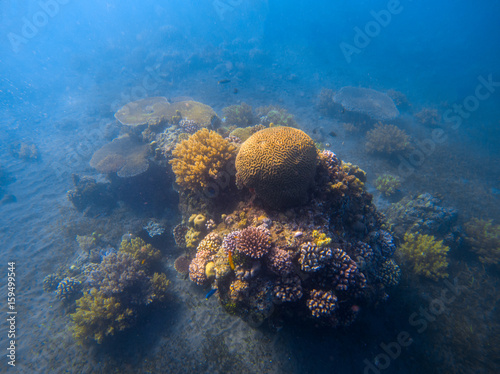 Deep blue sea landscape with coral reef under sunlight. Round coral formation with seaweed.