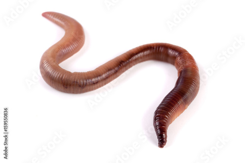 one earthworms isolated on white background