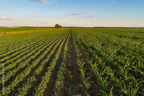 Landscape of soybean and corn field in plains