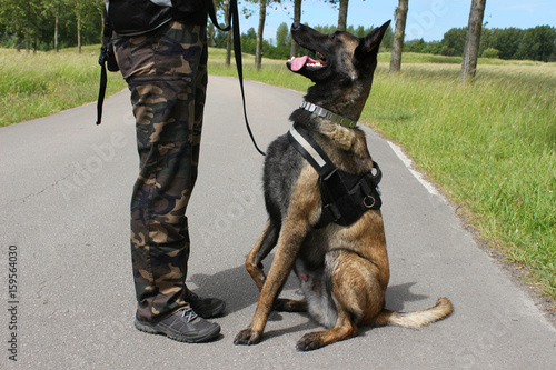 un berger belge malinois chien militaire à l'ecoute de son maitre en position assis