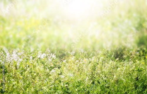 summer field with sunlight, nature background