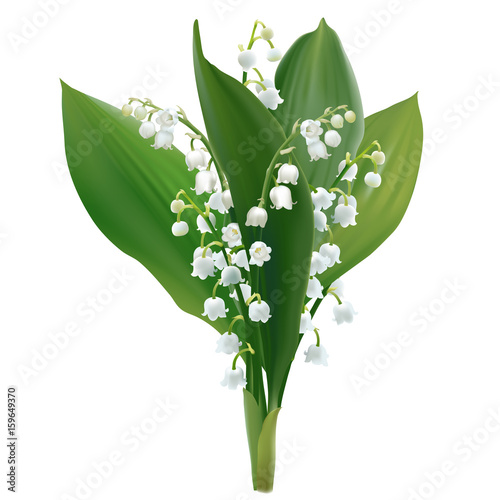 Convallaria majalis - Lilly of the valley. Hand drawn vector illustration of a bouquet white spring flowers and lush foliage on transparent background.